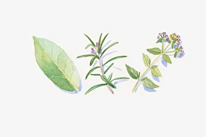 Illustration of green eucalyptus leaf, rosemary and marjoram stem, flowers and leaves Illustration of green eucalyptus leaf, rosemary and marjoram stem, flowers and leaves