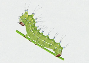 Illustration of green Great Peacock Moth (Saturnia pyri) caterpillar on stem Illustration of green Great Peacock Moth (Saturnia pyri) caterpillar on stem