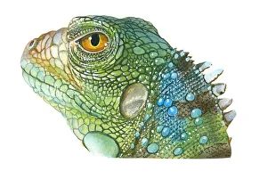 Illustration of Green Iguana (Iguana iguana), head in profile showing scaly skin, spines on neck, and yellow eye Illustration of Green Iguana (Iguana iguana), head in profile showing scaly skin, spines on neck, and yellow eye