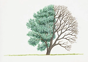 Illustration of green leaves and bare branches of Salix alba (White Willow) Illustration of green leaves and bare branches of Salix alba (White Willow)