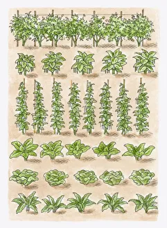 Illustration of green peas, French beans, runner beans, spinach, lettuce, broad beans Illustration of green peas, French beans, runner beans, spinach, lettuce, broad beans