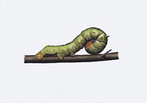 Illustration of green Pink-bellied Moth (Oenochroma vinaria) caterpillar on brown stem Illustration of green Pink-bellied Moth (Oenochroma vinaria) caterpillar on brown stem