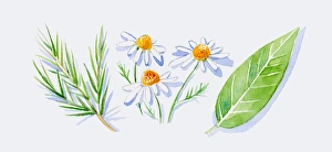 Illustration of green tea tree leaves on stem, German chamomile flowers Illustration of green tea tree leaves on stem, German chamomile flowers