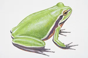 Illustration, Green Treefrog (Hyla cinera), side view Illustration, Green Treefrog (Hyla cinera), side view