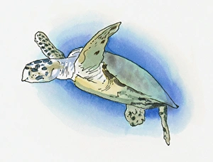 Illustration of Green Turtle (Chelonia mydas) found on western Mediterranean coast Illustration of Green Turtle (Chelonia mydas) found on western Mediterranean coast