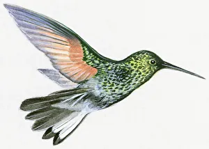 Illustration of Green Violetear (Colibri thalassinus), hummingbird hovering Illustration of Green Violetear (Colibri thalassinus), hummingbird hovering