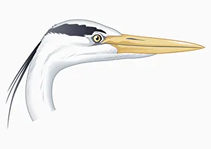 Illustration of Grey heron (Ardea cinerea) head showing long beak Illustration of Grey heron (Ardea cinerea) head showing long beak