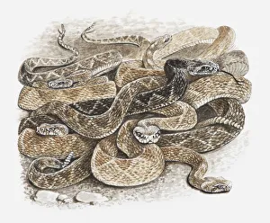 Illustration of group of rattlesnakes coiled up together to hibernate Illustration of group of rattlesnakes coiled up together to hibernate