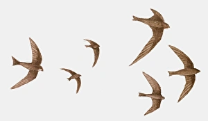 Illustration of a group of Swifts (Apus apus) in flight Illustration of a group of Swifts (Apus apus) in flight