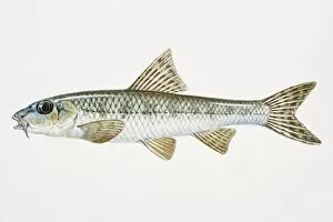 Images Dated 28th April 2008: Illustration of Gudgeon (Gobio gobio), European freshwater fish