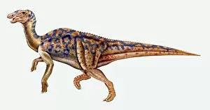 Hadrosaurid Gallery: Illustration of Hadrosaurus dinosaur