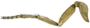 Illustration of hairy leg of Eyed Hawk-Moth (Smerinthus ocellata) Illustration of hairy leg of Eyed Hawk-Moth (Smerinthus ocellata)