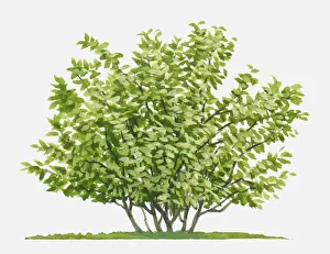 Illustration of Hamamelis (Witch Hazel), deciduous shrub with abundance of green leaves Illustration of Hamamelis (Witch Hazel), deciduous shrub with abundance of green leaves
