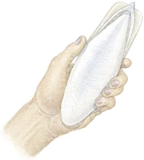 Illustration of hand holding Cuttlefish Bone (Sepiida), the white shell found inside Illustration of hand holding Cuttlefish Bone (Sepiida), the white shell found inside