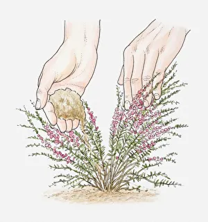 Illustration of hand placing mound of cuttings compost in centre of heather plant Illustration of hand placing mound of cuttings compost in centre of heather plant