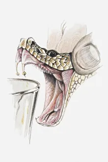 Illustration of hand squeezing rattlesnakes head to extract poison, close-up Illustration of hand squeezing rattlesnakes head to extract poison, close-up