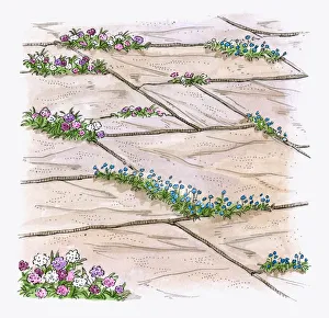 Illustration of hardy annuals growing between patio paving slabs to prevent weeds Illustration of hardy annuals growing between patio paving slabs to prevent weeds