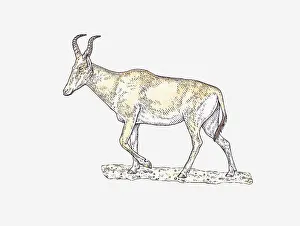 Illustration of Hartebeest (Alcelaphus buselaphus) walking on arid ground Illustration of Hartebeest (Alcelaphus buselaphus) walking on arid ground