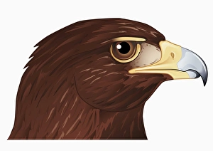 Illustration of Hawk head showing strong hooked beak Illustration of Hawk head showing strong hooked beak