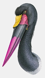 Illustration of the head of a Saddle-billed stork (Ephippiorhynchus senegalensis) Illustration of the head of a Saddle-billed stork (Ephippiorhynchus senegalensis)
