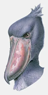 Illustration of the head of a Shoebill (Balaeniceps rex) Illustration of the head of a Shoebill (Balaeniceps rex)