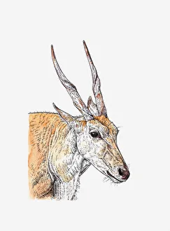 Illustration of head and shoulders of Common Eland (Taurotragus oryx) Illustration of head and shoulders of Common Eland (Taurotragus oryx)
