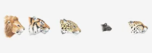 Illustration of heads of wild and domestic cats seen in profile demonstrating Illustration of heads of wild and domestic cats seen in profile demonstrating