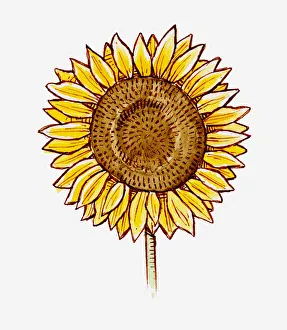 Illustration of Helianthus annuus (Sunflower) flower head Illustration of Helianthus annuus (Sunflower) flower head