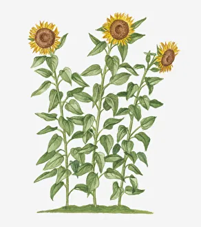 Illustration of Helianthus annuus (Sunflower) bearing large yellow flowers on long stems Illustration of Helianthus annuus (Sunflower) bearing large yellow flowers on long stems
