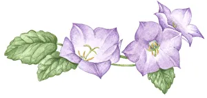 Illustration of Helleborus (Lenten rose) with pale purple petals and green leaves Illustration of Helleborus (Lenten rose) with pale purple petals and green leaves