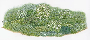 Illustration of herb plants and flowers in domestic garden mixed flowerbed Illustration of herb plants and flowers in domestic garden mixed flowerbed
