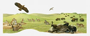 Illustration of herd of Bison feeding on praire, Bison rolling in dry earth Illustration of herd of Bison feeding on praire, Bison rolling in dry earth