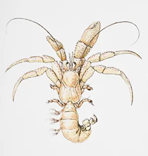 Illustration of Hermit Crab (Coenobita), without shell Illustration of Hermit Crab (Coenobita), without shell