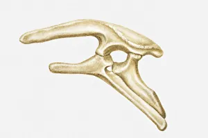 Illustration of the hip bone of a Stegosaurus, a type of Thyreophoran dinosaur Illustration of the hip bone of a Stegosaurus, a type of Thyreophoran dinosaur