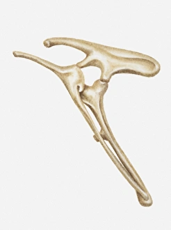 Illustration of the hip bones of a Hypsilophodon, a type of Ornithopod dinosaur Illustration of the hip bones of a Hypsilophodon, a type of Ornithopod dinosaur