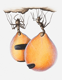 Illustration of Honeypot ants (Camponotus inflatus) with nectar stored in their abdomens Illustration of Honeypot ants (Camponotus inflatus) with nectar stored in their abdomens