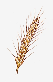 Illustration of Hordeum vulgare (Barley) on stem, close-up Illustration of Hordeum vulgare (Barley) on stem, close-up