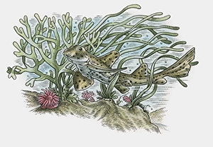 Illustration of Horn shark (Heterodontus francisci) swimming near ocean floor Illustration of Horn shark (Heterodontus francisci) swimming near ocean floor
