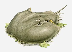 Illustration of a Horseshoe crab (Limulidae) on the ocean floor Illustration of a Horseshoe crab (Limulidae) on the ocean floor