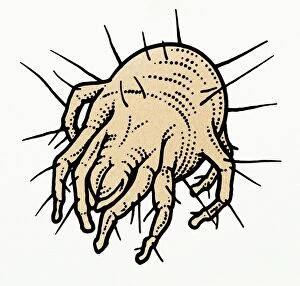 Illustration of House Dust Mite (Dermatophagoides pteronyssinus)