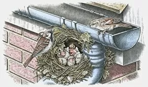 Illustration of House Sparrow (Passer domesticus) nesting below roof gutter