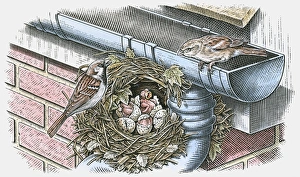 Illustration of House Sparrow (Passer domesticus) nesting below roof gutter Illustration of House Sparrow (Passer domesticus) nesting below roof gutter