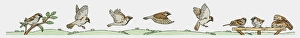 Illustration of House Sparrows (Passer domesticus) Illustration of House Sparrows (Passer domesticus)