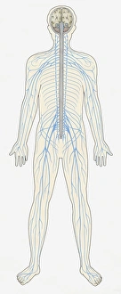 Central Nervous System Gallery: Illustration of human Central Nervous System showing brain, spinal cord, veins and arteries