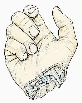 Illustration of human hand with cross section at wrist showing arteries, veins and nerves Illustration of human hand with cross section at wrist showing arteries, veins and nerves