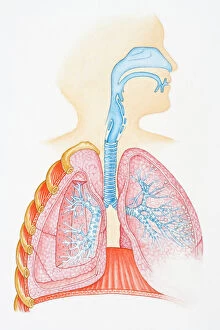 Biomedical Illustration Gallery: Illustration of human respiratory system showing oral cavity, and nasal cavity, larynx, trachea