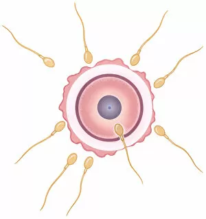 Illustration of human sperm fusing with ovum during conception