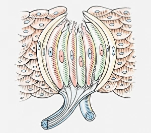 Illustration of human taste bud, cross section Illustration of human taste bud, cross section