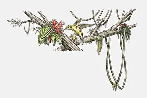 Illustration of a hummingbird drinking nectar from a flower Illustration of a hummingbird drinking nectar from a flower