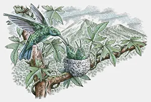 Illustration of Hummingbird feeding young in nest Illustration of Hummingbird feeding young in nest